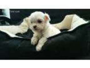 Maltese Puppy for sale in Chesapeake, VA, USA