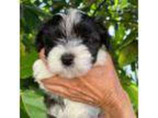Havanese Puppy for sale in Miami, FL, USA