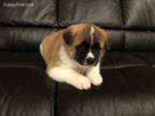 Akita Puppy for sale in Missoula, MT, USA