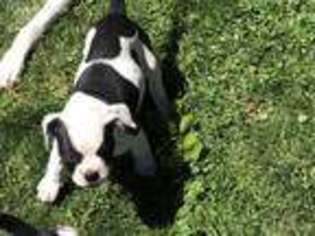 American Bulldog Puppy for sale in Rockwood, MI, USA