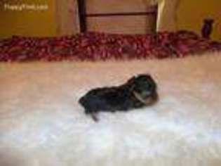 Yorkshire Terrier Puppy for sale in Salyersville, KY, USA