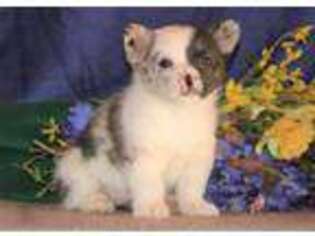 Pembroke Welsh Corgi Puppy for sale in Delta, PA, USA