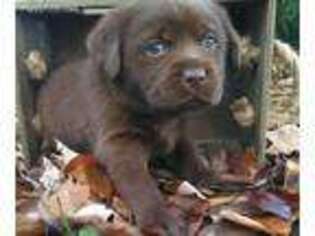 Labrador Retriever Puppy for sale in Forsyth, GA, USA