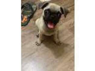 Pug Puppy for sale in Bridgewater, MA, USA