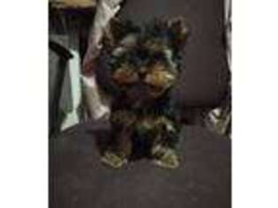 Yorkshire Terrier Puppy for sale in Newton, MA, USA