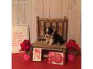 Pembroke Welsh Corgi Puppy for sale in Tupelo, OK, USA