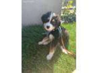Border Collie Puppy for sale in Vancouver, WA, USA