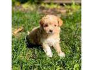 Maltese Puppy for sale in Addison, IL, USA
