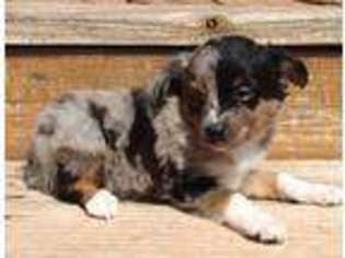 Miniature Australian Shepherd Puppy for sale in Blanchard, OK, USA