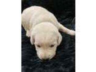 Labrador Retriever Puppy for sale in Trenton, MO, USA