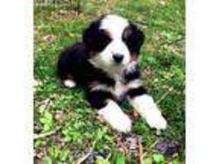 Australian Shepherd Puppy for sale in Mount Pleasant Mills, PA, USA
