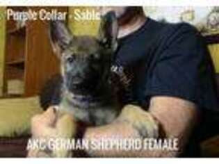 German Shepherd Dog Puppy for sale in Elberta, AL, USA