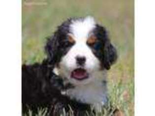 Bernese Mountain Dog Puppy for sale in Muskegon, MI, USA