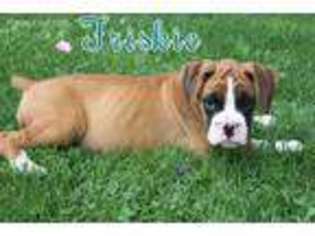 Boxer Puppy for sale in Bernville, PA, USA