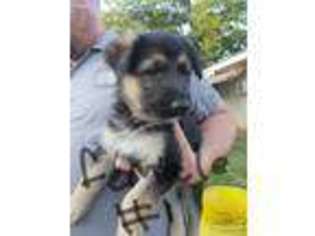 German Shepherd Dog Puppy for sale in Atchison, KS, USA