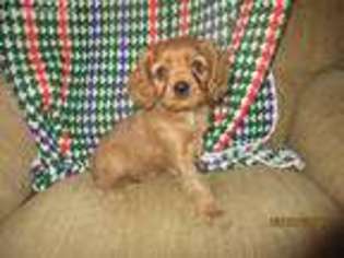 Cavalier King Charles Spaniel Puppy for sale in Seaman, OH, USA
