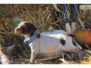 German Shorthaired Pointer Puppy for sale in Fargo, ND, USA