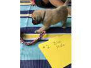 Mastiff Puppy for sale in Stewardson, IL, USA