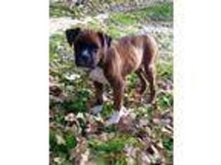 Boxer Puppy for sale in Dublin, TX, USA