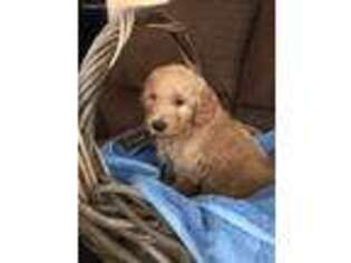 Goldendoodle Puppy for sale in Deer River, MN, USA