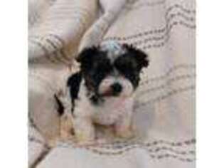 Mutt Puppy for sale in Littlestown, PA, USA