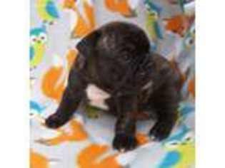 French Bulldog Puppy for sale in Polk City, FL, USA