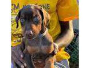 Doberman Pinscher Puppy for sale in Maywood, IL, USA