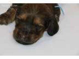 Dachshund Puppy for sale in Nuevo, CA, USA