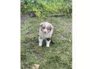 Miniature Australian Shepherd Puppy for sale in Niles, MI, USA