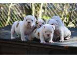 American Bulldog Puppy for sale in Tallahassee, FL, USA