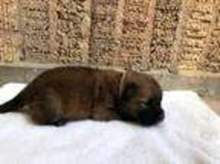 Chow Chow Puppy for sale in Kerrville, TX, USA