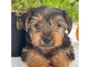 Yorkshire Terrier Puppy for sale in Hillsboro, TX, USA