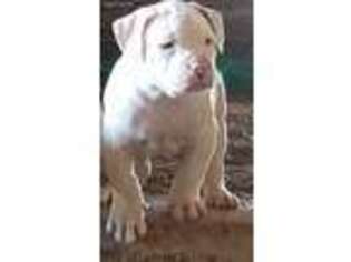American Bulldog Puppy for sale in Baxter, TN, USA