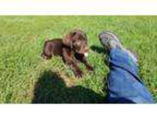 Labrador Retriever Puppy for sale in Peotone, IL, USA