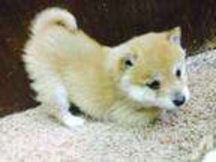 Shiba Inu Puppy for sale in PIEDMONT, OK, USA