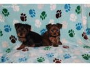 Yorkshire Terrier Puppy for sale in Springfield, KY, USA