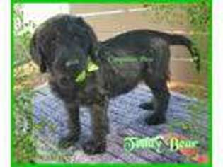 Labradoodle Puppy for sale in Whitwell, TN, USA