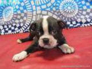 Boston Terrier Puppy for sale in Lake City, FL, USA