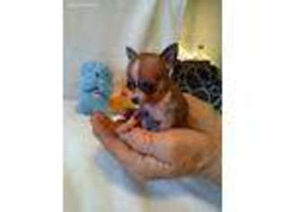 Chihuahua Puppy for sale in Etowah, TN, USA