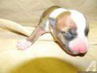 Bull Terrier Puppy for sale in OWASSO, OK, USA
