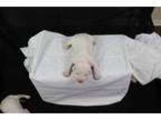 Dogo Argentino Puppy for sale in Indian Head, MD, USA