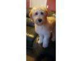 Goldendoodle Puppy for sale in Christiana, TN, USA
