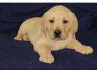 Labrador Retriever Puppy for sale in Toledo, WA, USA