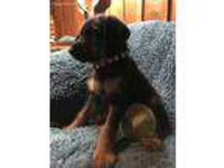 Mutt Puppy for sale in Epworth, IA, USA