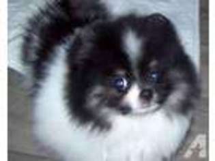 Pomeranian Puppy for sale in WESTPORT, MA, USA