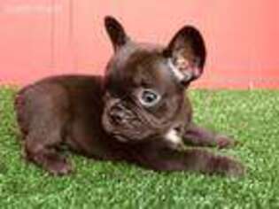 French Bulldog Puppy for sale in Uniondale, NY, USA