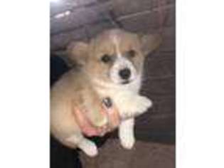 Pembroke Welsh Corgi Puppy for sale in Fortuna, MO, USA