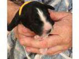 Mutt Puppy for sale in Creighton, NE, USA