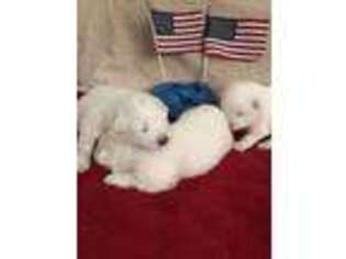 Samoyed Puppy for sale in Glasgow, KY, USA