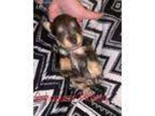 Mutt Puppy for sale in Canada, KY, USA